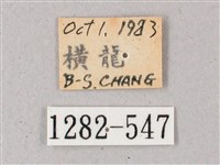 雙斑白肩天蛾藏品圖，第3張