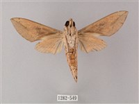 藏斜紋天蛾藏品圖，第2張