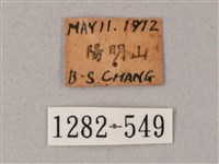 藏斜紋天蛾藏品圖，第3張