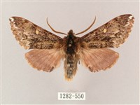 井上氏絨毛天蛾藏品圖，第1張