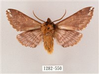 井上氏絨毛天蛾藏品圖，第2張