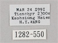 井上氏絨毛天蛾藏品圖，第3張