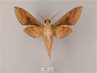 間斷斜紋天蛾藏品圖，第2張