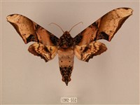 臀角斑天蛾藏品圖，第1張