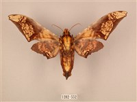 臀角斑天蛾藏品圖，第2張