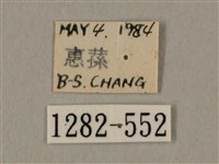 臀角斑天蛾藏品圖，第3張