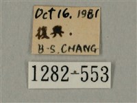 棕綠背線天蛾藏品圖，第3張