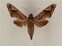 全緣缺角天蛾藏品圖，第1張