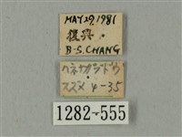 全緣缺角天蛾藏品圖，第3張