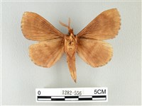 波紋枯葉蛾藏品圖，第2張