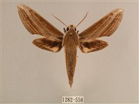 背線天蛾藏品圖，第1張