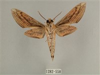 背線天蛾藏品圖，第2張