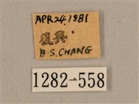 背線天蛾藏品圖，第3張