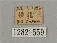 廣東鷹翅天蛾藏品圖，第3張