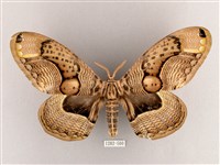 枯球籮紋蛾藏品圖，第1張