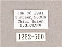 枯球籮紋蛾藏品圖，第3張