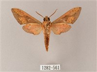 雙斑白肩天蛾藏品圖，第2張