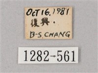 雙斑白肩天蛾藏品圖，第3張