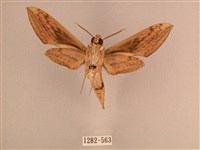 背線天蛾藏品圖，第2張