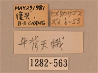 背線天蛾藏品圖，第3張