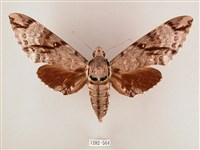 粗斜紋天蛾藏品圖，第1張