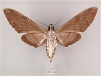 粗斜紋天蛾藏品圖，第2張