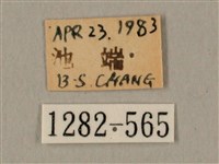 棕綠背線天蛾藏品圖，第3張