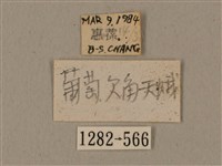 全緣缺角天蛾藏品圖，第3張