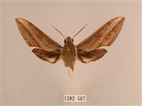 背線天蛾藏品圖，第1張