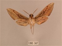 背線天蛾藏品圖，第2張