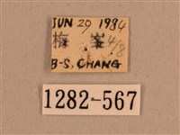 背線天蛾藏品圖，第3張