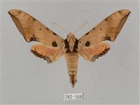 廣東鷹翅天蛾藏品圖，第1張