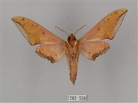 廣東鷹翅天蛾藏品圖，第2張