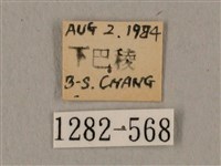 廣東鷹翅天蛾藏品圖，第3張