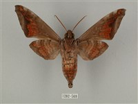 全緣缺角天蛾藏品圖，第2張