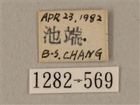 全緣缺角天蛾藏品圖，第3張