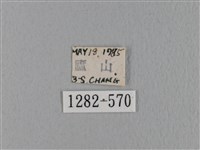 鋸緣枯葉蛾藏品圖，第3張