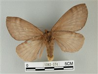 波紋枯葉蛾藏品圖，第2張