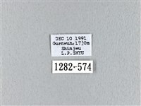 波紋枯葉蛾藏品圖，第3張