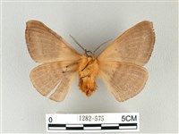 兩色帶蛾藏品圖，第2張