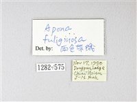 兩色帶蛾藏品圖，第3張