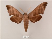 齒翅三線天蛾藏品圖，第1張