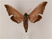 齒翅三線天蛾藏品圖，第2張