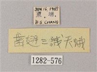 齒翅三線天蛾藏品圖，第3張