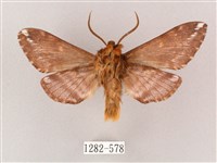 井上氏絨毛天蛾藏品圖，第2張