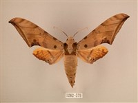 臺灣鷹翅天蛾藏品圖，第1張