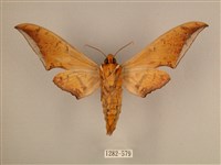 臺灣鷹翅天蛾藏品圖，第2張