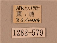 臺灣鷹翅天蛾藏品圖，第3張