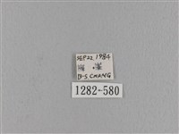 波紋枯葉蛾藏品圖，第3張