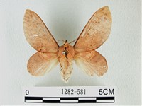 緣斑枯葉蛾藏品圖，第1張